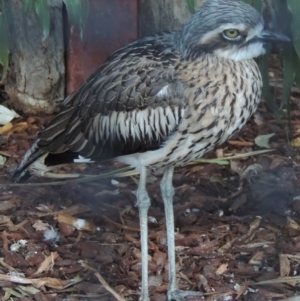 Burhinus grallarius at Molonglo Valley, ACT - 3 Jun 2015