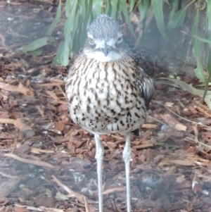 Burhinus grallarius at Molonglo Valley, ACT - 3 Jun 2015