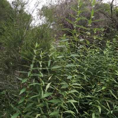 Lycopus australis (Native Gipsywort, Australian Gipsywort) at Undefined - 12 Mar 2018 by Megan123