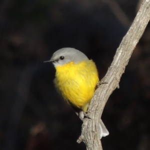 Eopsaltria australis at Tharwa, ACT - 4 Jul 2018 04:46 PM