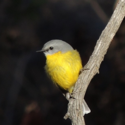 Eopsaltria australis (Eastern Yellow Robin) at Gigerline Nature Reserve - 4 Jul 2018 by michaelb