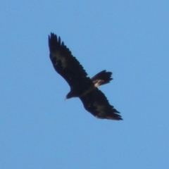 Aquila audax (Wedge-tailed Eagle) at Gigerline Nature Reserve - 4 Jul 2018 by MichaelBedingfield