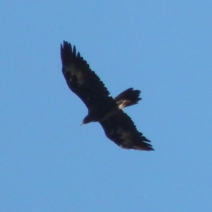 Aquila audax at Gigerline Nature Reserve - 4 Jul 2018 12:00 AM