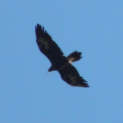 Aquila audax (Wedge-tailed Eagle) at Gigerline Nature Reserve - 3 Jul 2018 by michaelb