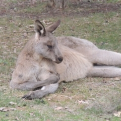Macropus giganteus (Eastern Grey Kangaroo) at Banks, ACT - 16 Jul 2018 by MichaelBedingfield