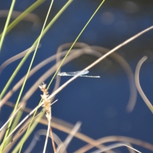 Austrolestes leda at Wamboin, NSW - 28 Feb 2018 05:34 PM