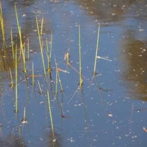 Xanthagrion erythroneurum at Wamboin, NSW - 28 Feb 2018