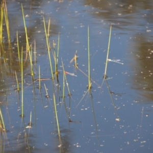 Xanthagrion erythroneurum at Wamboin, NSW - 28 Feb 2018