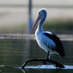 Pelecanus conspicillatus (Australian Pelican) at Burrill Lake, NSW - 8 Aug 2015 by Charles Dove