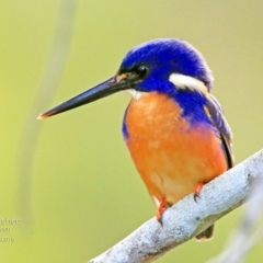 Ceyx azureus (Azure Kingfisher) at Lake Conjola, NSW - 10 Aug 2015 by CharlesDove