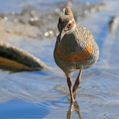 Gallirallus philippensis (Buff-banded Rail) at Wairo Beach and Dolphin Point - 8 Aug 2015 by Charles Dove