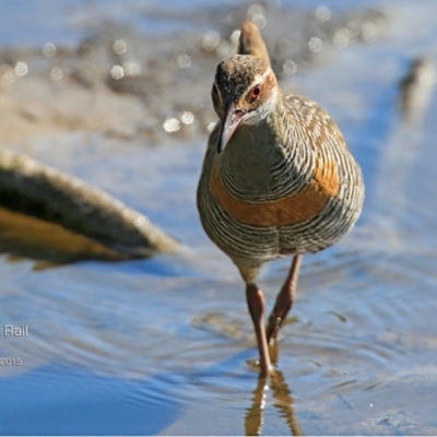 Gallirallus philippensis (Buff-banded Rail) at Burrill Lake, NSW - 9 Aug 2015 by CharlesDove