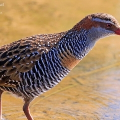 Gallirallus philippensis at Burrill Lake, NSW - 9 Aug 2015