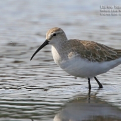 Calidris ferruginea (Curlew Sandpiper) at Milton, NSW - 5 Aug 2015 by Charles Dove
