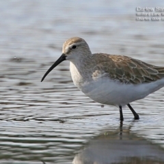 Calidris ferruginea (Curlew Sandpiper) at Milton, NSW - 6 Aug 2015 by CharlesDove