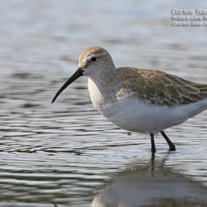 Calidris ferruginea at Milton, NSW - 6 Aug 2015 12:00 AM