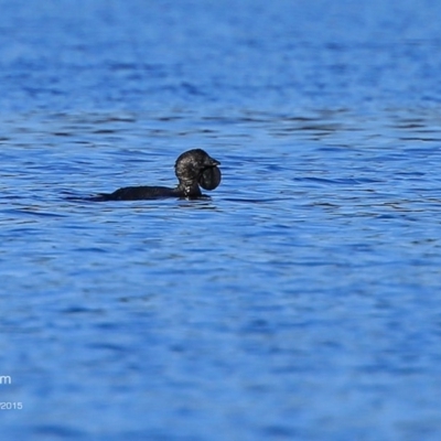 Biziura lobata (Musk Duck) at Meroo National Park - 6 Aug 2015 by Charles Dove