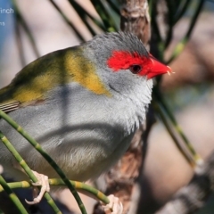 Neochmia temporalis (Red-browed Finch) at Meroo National Park - 7 Aug 2015 by CharlesDove