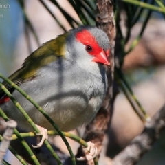 Neochmia temporalis at Meroo National Park - 7 Aug 2015