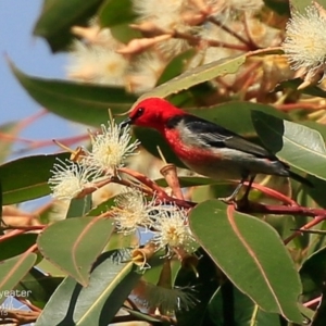 Myzomela sanguinolenta at Lake Conjola, NSW - 11 Aug 2015 12:00 AM