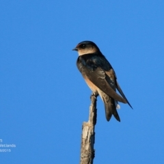 Petrochelidon nigricans (Tree Martin) at Milton, NSW - 11 Aug 2015 by CharlesDove