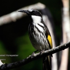 Phylidonyris niger (White-cheeked Honeyeater) at Narrawallee Creek Nature Reserve - 10 Aug 2015 by CharlesDove