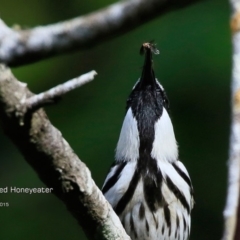 Phylidonyris niger at Narrawallee Creek Nature Reserve - 11 Aug 2015