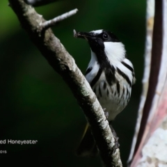 Phylidonyris niger at Narrawallee Creek Nature Reserve - 11 Aug 2015 12:00 AM