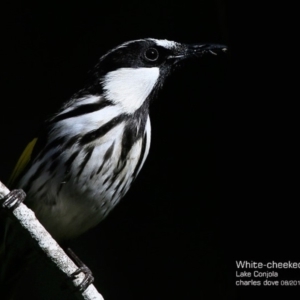 Phylidonyris niger at Narrawallee Creek Nature Reserve - 11 Aug 2015 12:00 AM