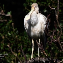 Platalea flavipes (Yellow-billed Spoonbill) at Undefined - 8 Aug 2017 by CharlesDove