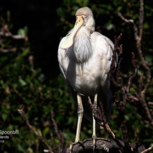 Platalea flavipes at undefined - 8 Aug 2017 12:00 AM