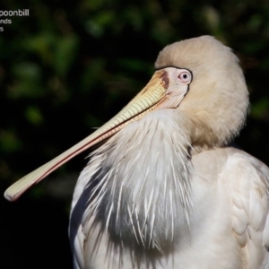 Platalea flavipes at undefined - 8 Aug 2017 12:00 AM