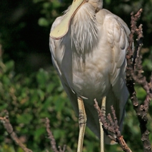 Platalea flavipes at undefined - 8 Aug 2017 12:00 AM