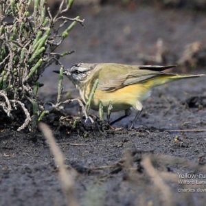 Acanthiza chrysorrhoa at Milton, NSW - 6 Aug 2015