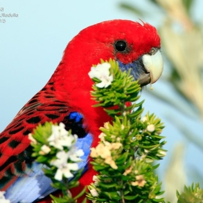 Platycercus elegans (Crimson Rosella) at South Pacific Heathland Reserve - 30 Jul 2015 by CharlesDove