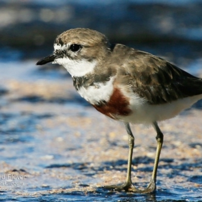 Anarhynchus bicinctus (Double-banded Plover) at South Pacific Heathland Reserve - 29 Jul 2015 by Charles Dove