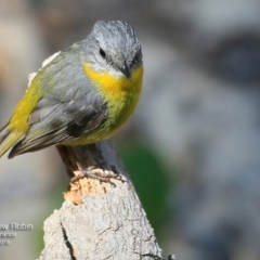 Eopsaltria australis (Eastern Yellow Robin) at Conjola Bushcare - 28 Jul 2017 by Charles Dove