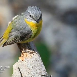 Eopsaltria australis at Conjola Bushcare - 29 Jul 2017