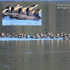 Phalacrocorax carbo (Great Cormorant) at Berringer Lake, NSW - 3 Aug 2015 by CharlesDove