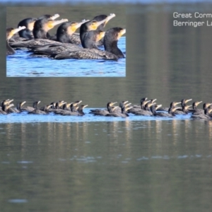 Phalacrocorax carbo at Berringer Lake, NSW - 3 Aug 2015