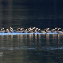 Phalacrocorax carbo at Berringer Lake, NSW - 3 Aug 2015