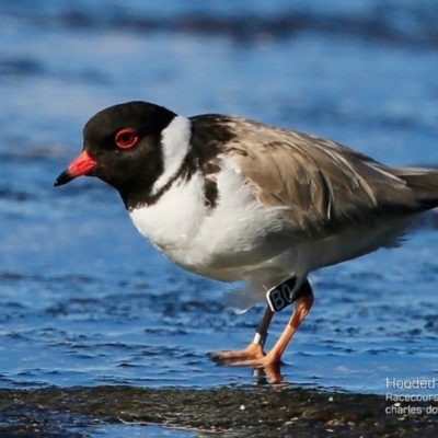 Charadrius rubricollis (Hooded Plover) at South Pacific Heathland Reserve - 30 Jul 2017 by Charles Dove