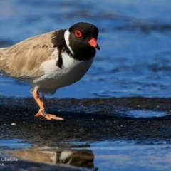 Charadrius rubricollis at suppressed - 30 Jul 2017