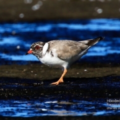 Charadrius rubricollis at suppressed - suppressed