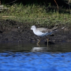 Tringa stagnatilis (Marsh Sandpiper) at Undefined - 28 Jul 2015 by Charles Dove