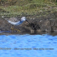 Tringa stagnatilis at undefined - 29 Jul 2015 12:00 AM