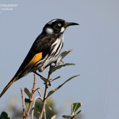 Phylidonyris novaehollandiae (New Holland Honeyeater) at Ulladulla, NSW - 31 Jul 2015 by CharlesDove