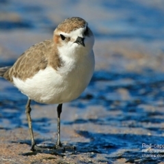 Anarhynchus ruficapillus (Red-capped Plover) at South Pacific Heathland Reserve - 30 Jul 2015 by Charles Dove