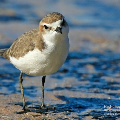 Anarhynchus ruficapillus (Red-capped Plover) at South Pacific Heathland Reserve - 30 Jul 2015 by Charles Dove