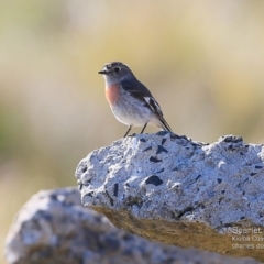 Petroica boodang (Scarlet Robin) at Kioloa, NSW - 27 Jul 2015 by Charles Dove